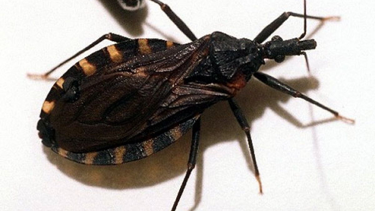 Vinchuca, insecto transmisor del Chagas